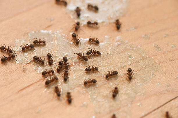 Best Wildlife Control Services  in Greenville, AL